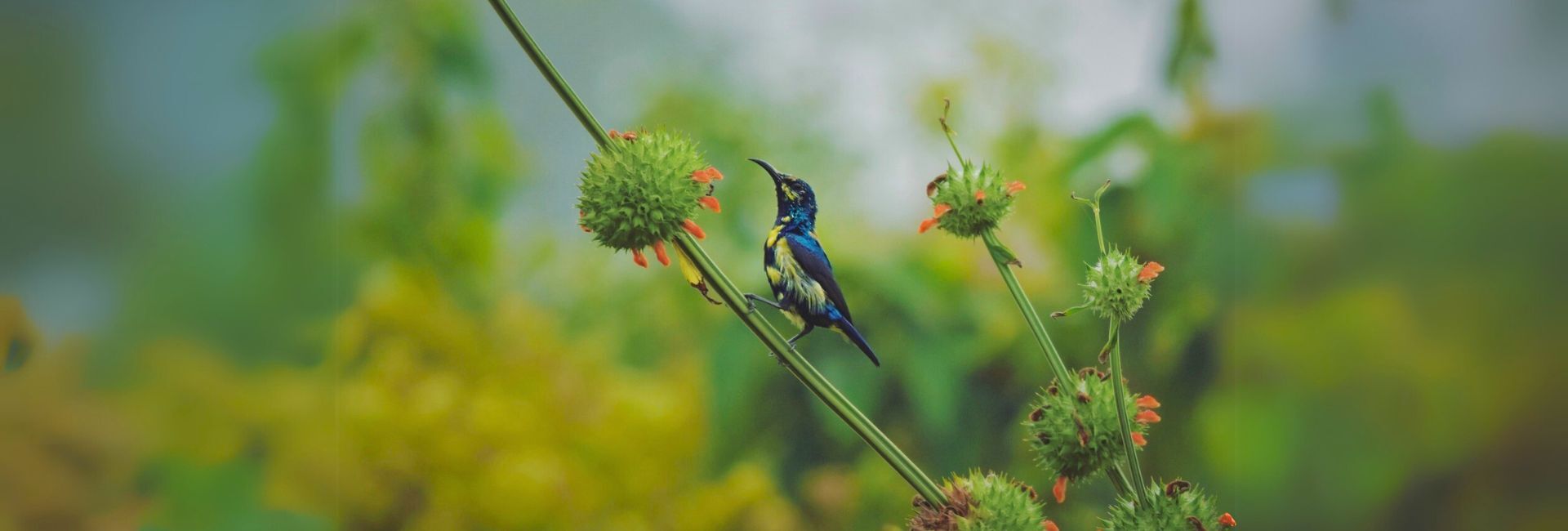 birding-in-purulia